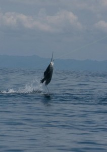 Protect the Costa Rican sailfish population with RFID tags.